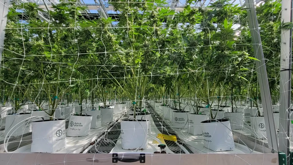 Rows of cannabis plants in the Lotta Farms greenhouse