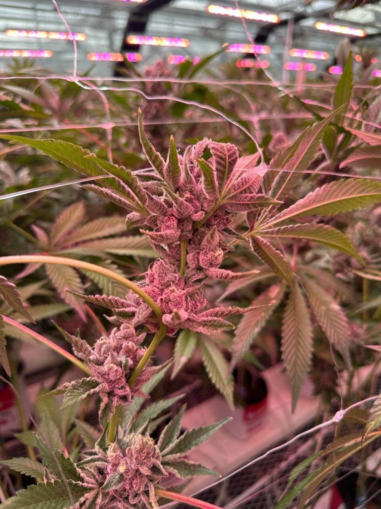 Red-hued cannabis plant close-up at Lotta Farms