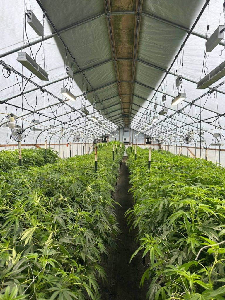 Interior of the Lotta Farms cannabis greenhouse