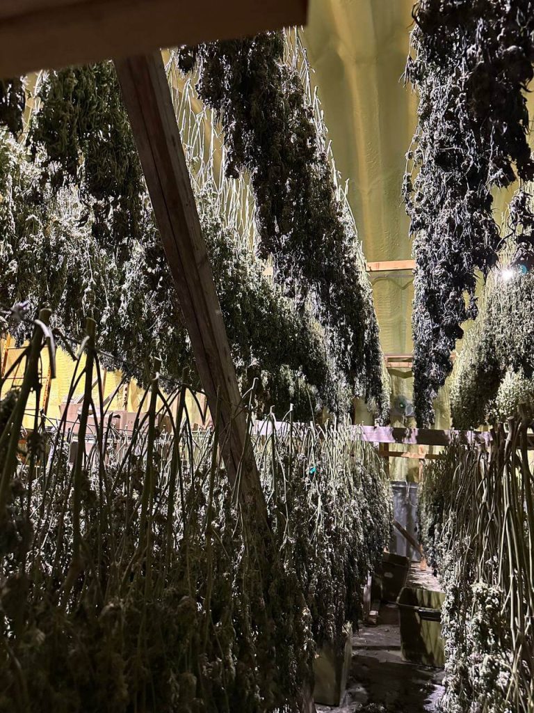 Cannabis plants hang-drying after harvest at Lotta Farms