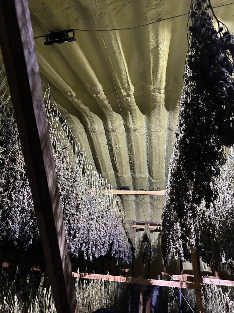 Harvested cannabis hang-drying in the Lotta Farms barn