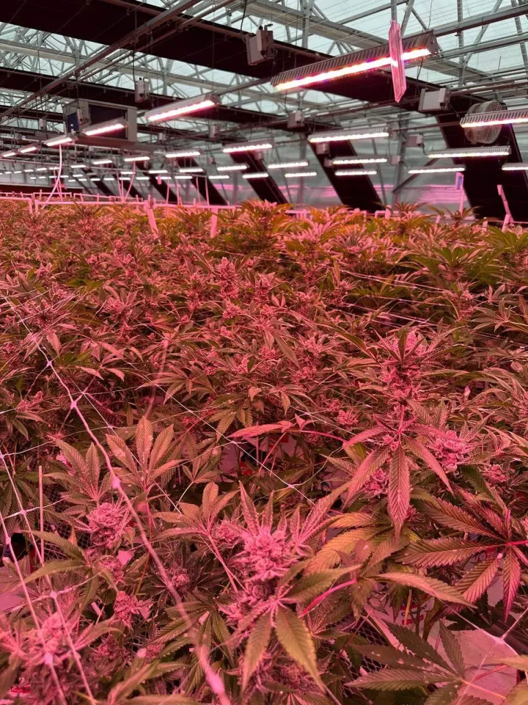 Cannabis plants under magenta grow lights at Lotta Farms