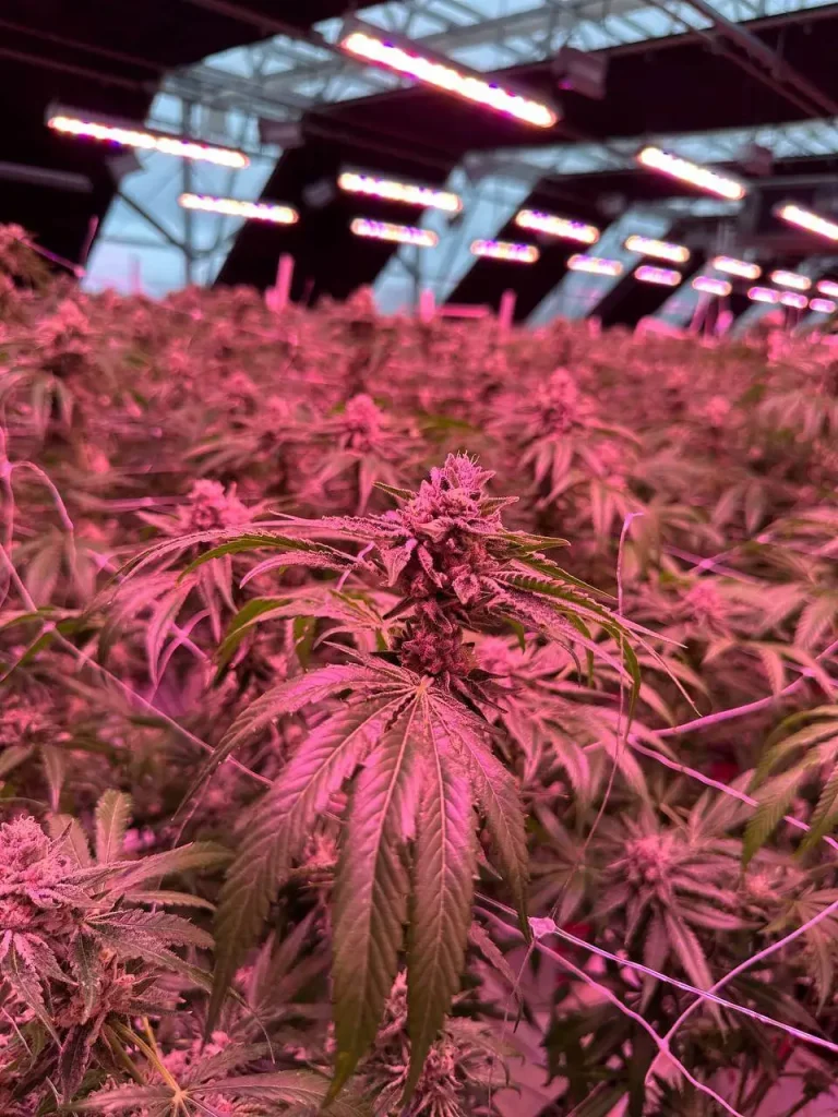 Autumn-colored cannabis plant at Lotta Farms