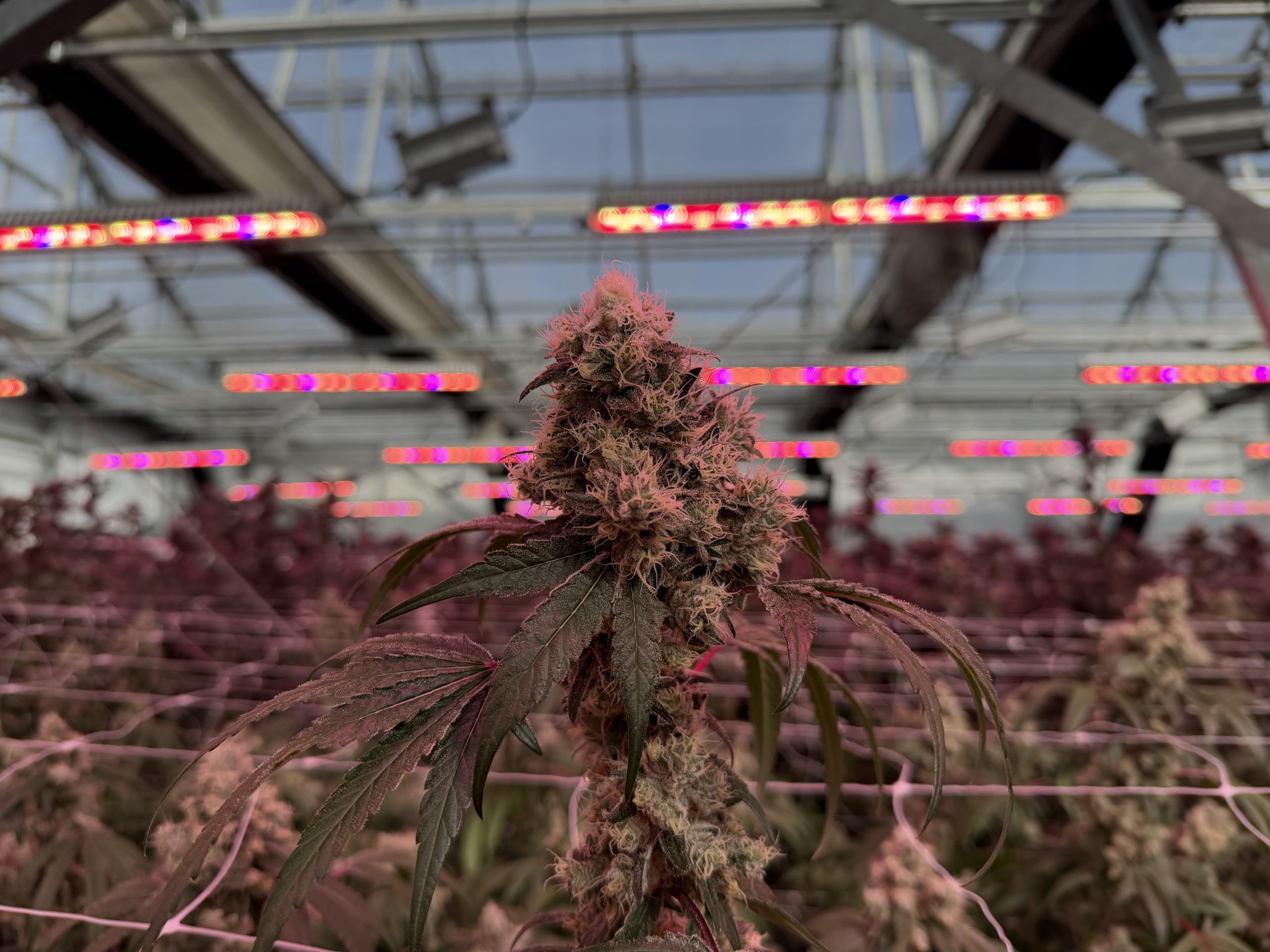 Indoor cannabis grow room under lights at Lotta Farms