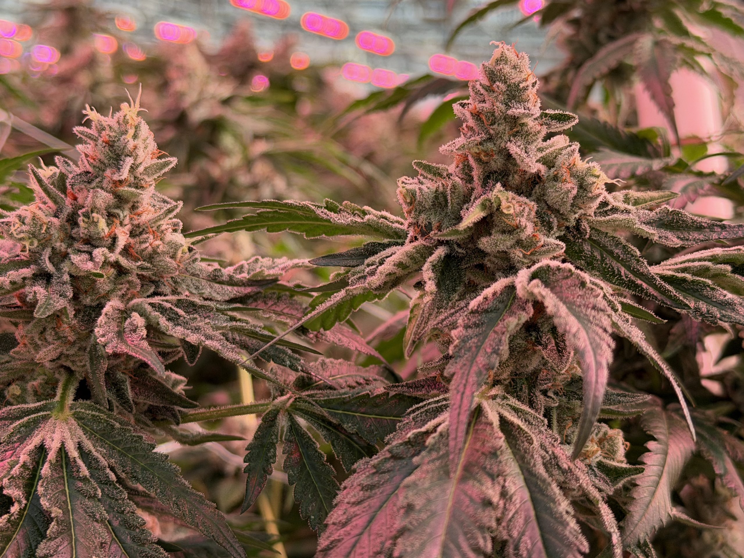 Close-up of a flowering cannabis cola at Lotta Farms
