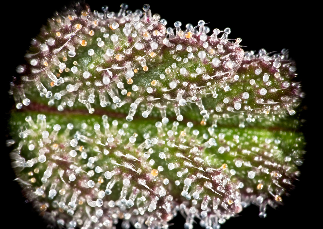Fresh frozen cannabis flower covered in trichomes