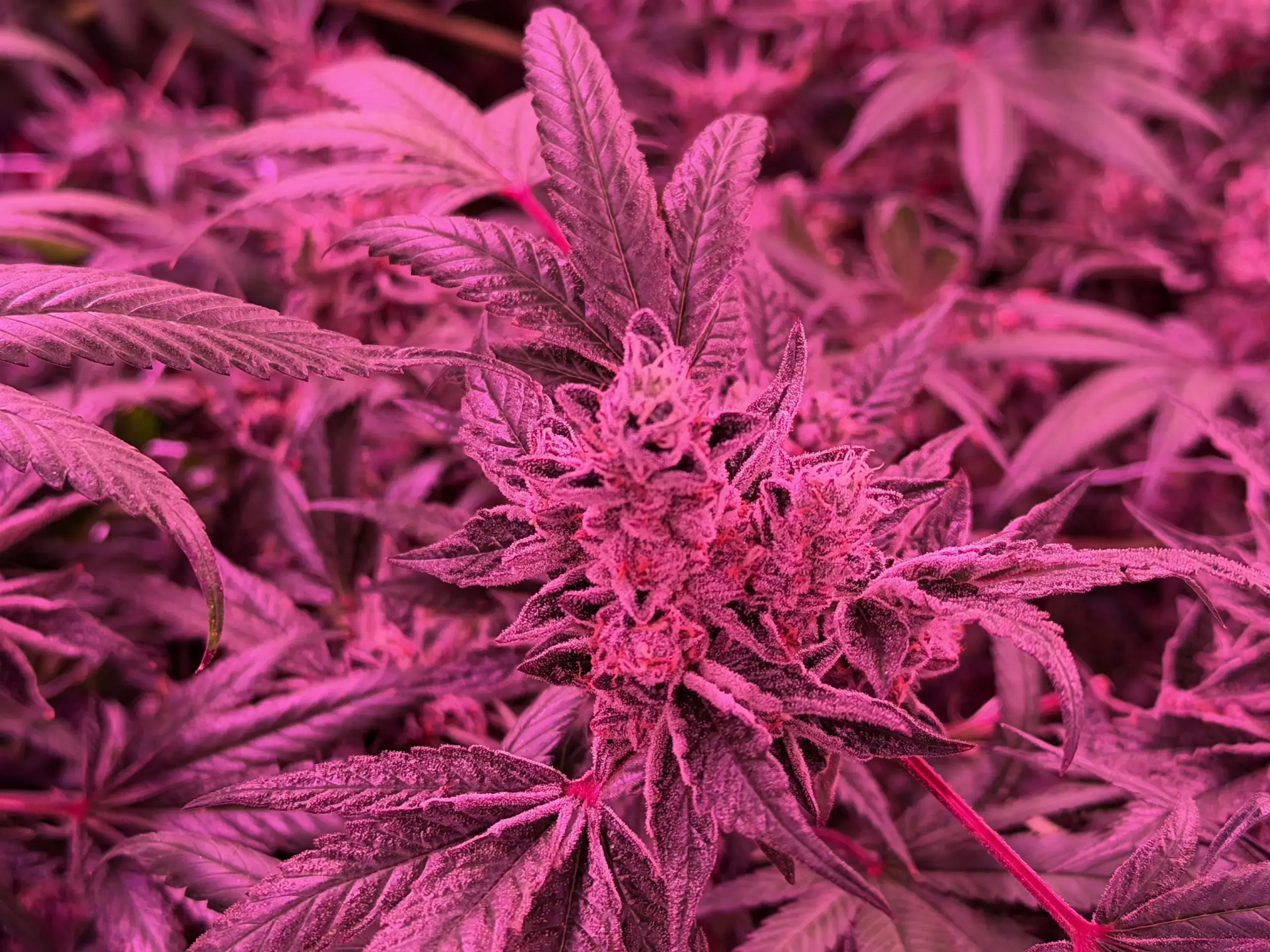 Cannabis plant under magenta grow lights at Lotta Farms