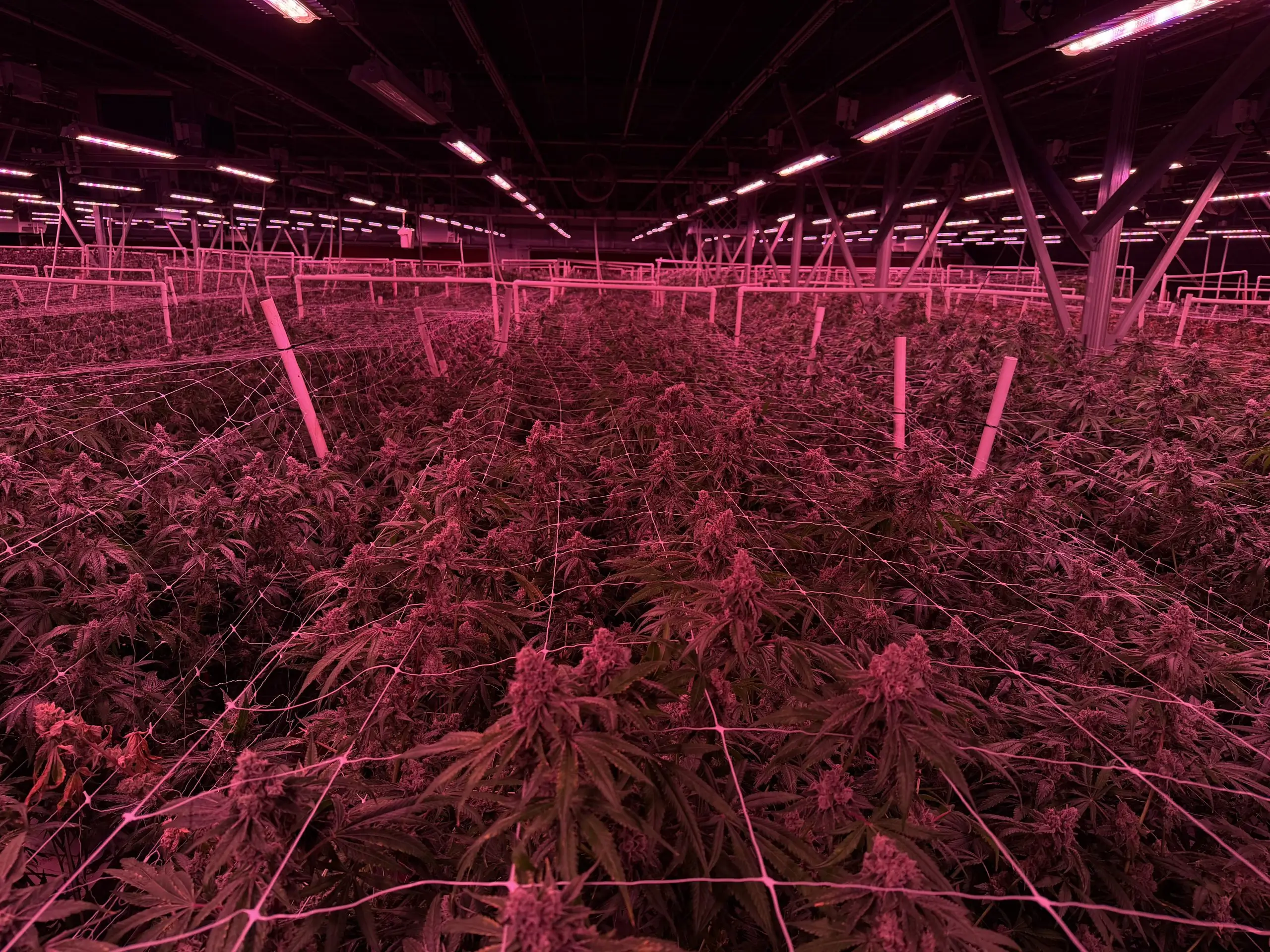 https://lottafarms.com/wp-content/uploads/2026/05/IMG_5145-2-scaled-1.webp