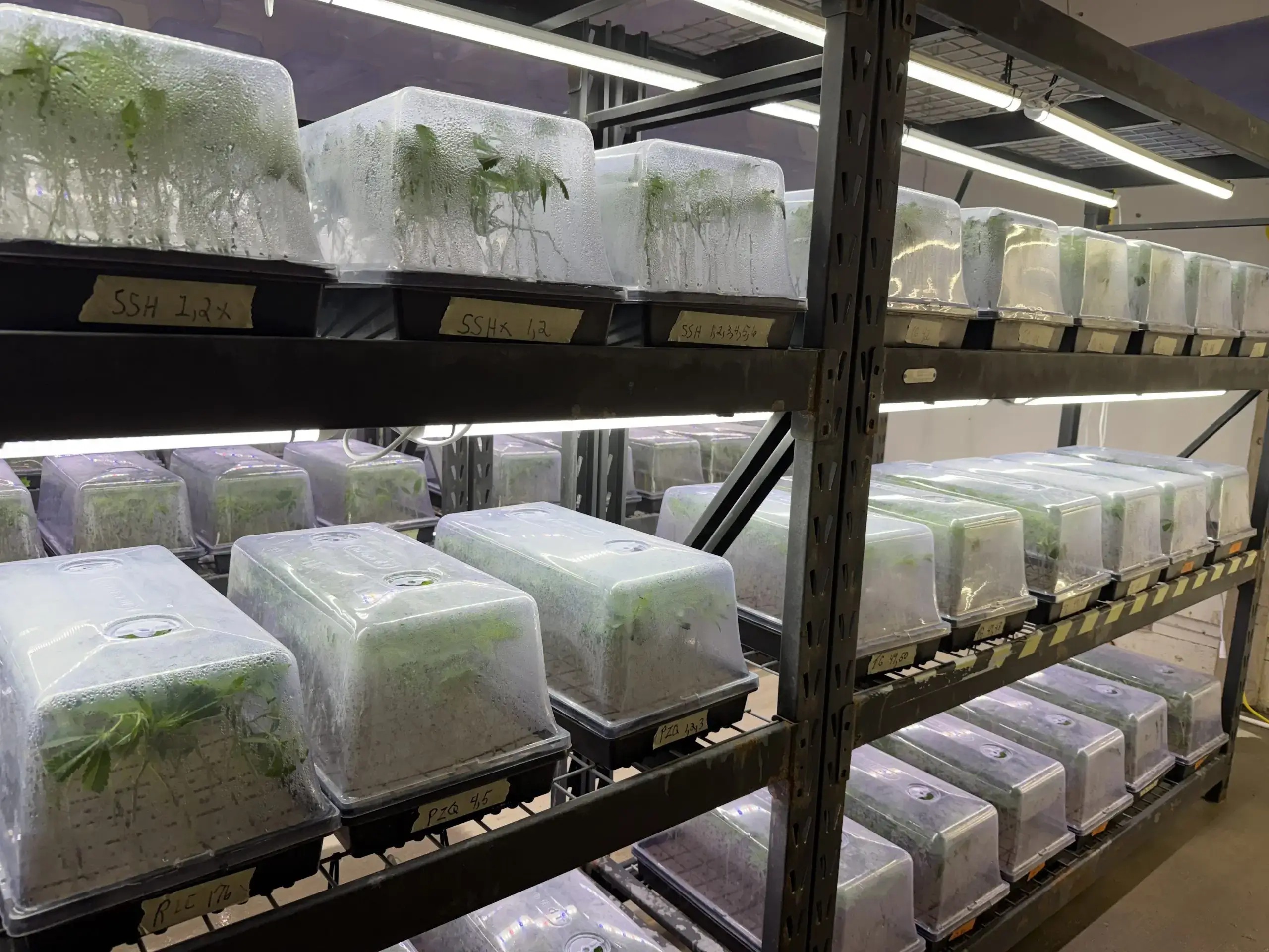 Rows of cannabis plants in the Lotta Farms greenhouse