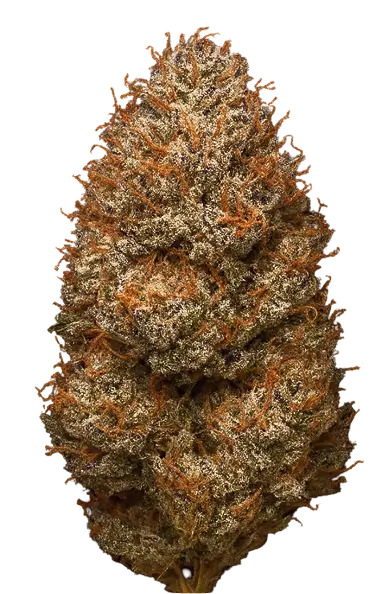 Macro shot of a dried Lotta Farms cannabis bud