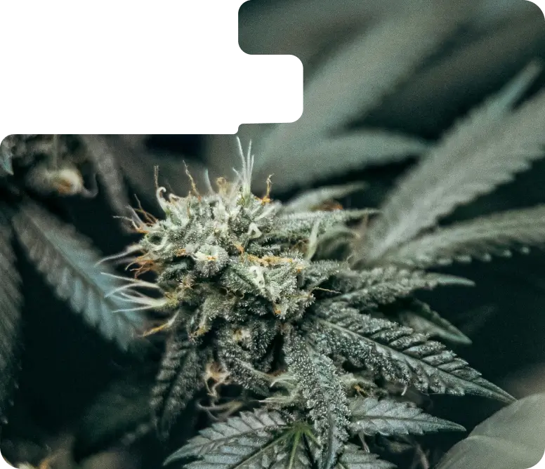 Cannabis plant with frosty trichomes at Lotta Farms