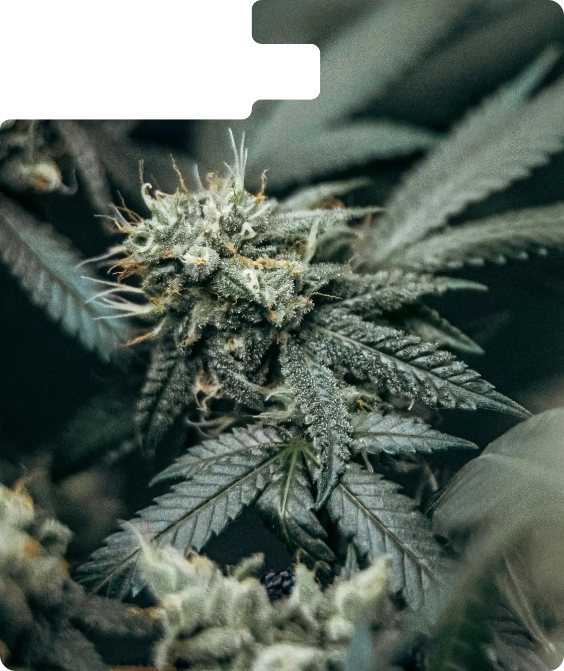 Close-up of cannabis flower grown at Lotta Farms